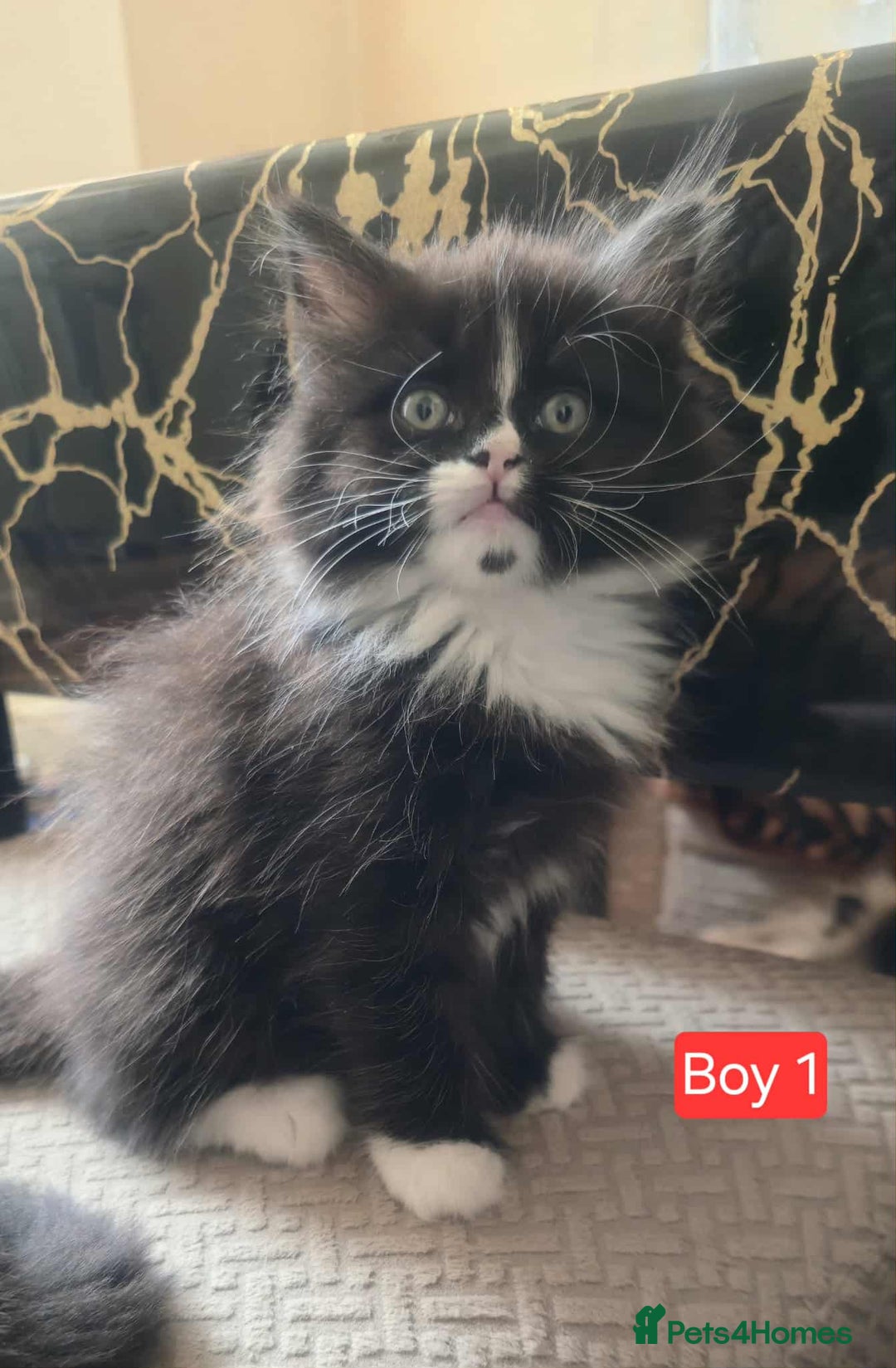 Mixed Breed cats for sale: Lovely Persian mix kittens - Image 2
