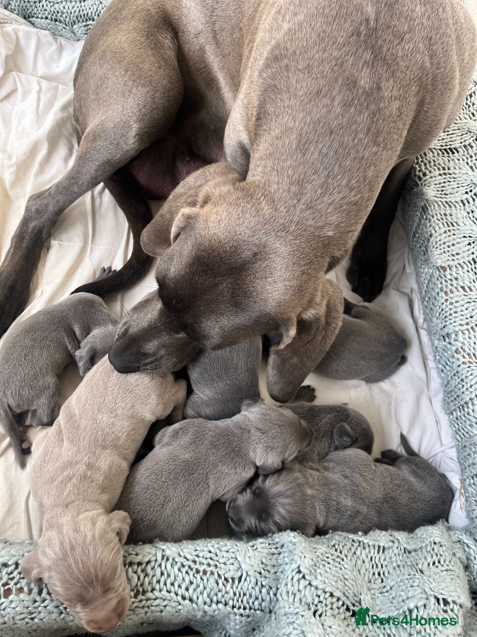 Weimaraner dogs for sale: BLUE and SILVER Purebred pups from KC reg Weims - Advert 13