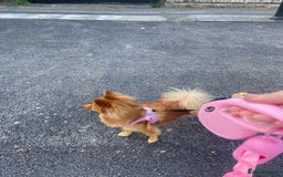 German Spitz dogs for sale: German Spitz - Image 4