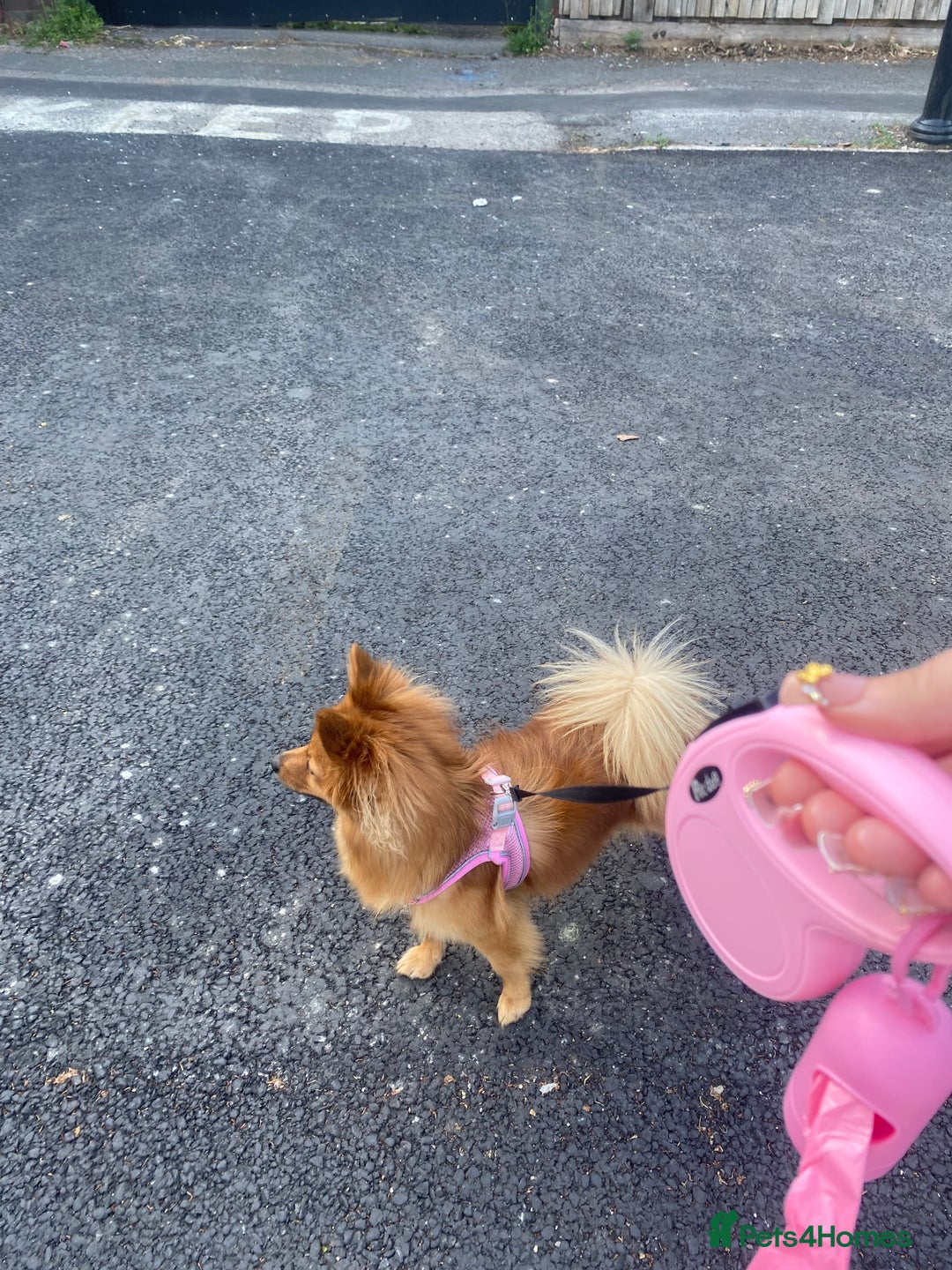 German Spitz dogs for sale: German Spitz - Image 4