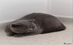 British Shorthair cats for sale: British Shorthair Boy  - Image 1