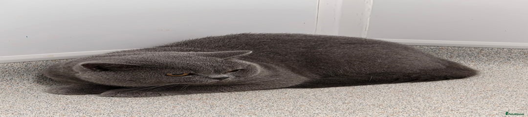 British Shorthair Boy 1