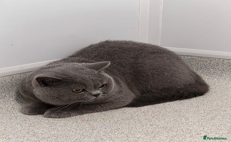 British Shorthair cats - Advert 7