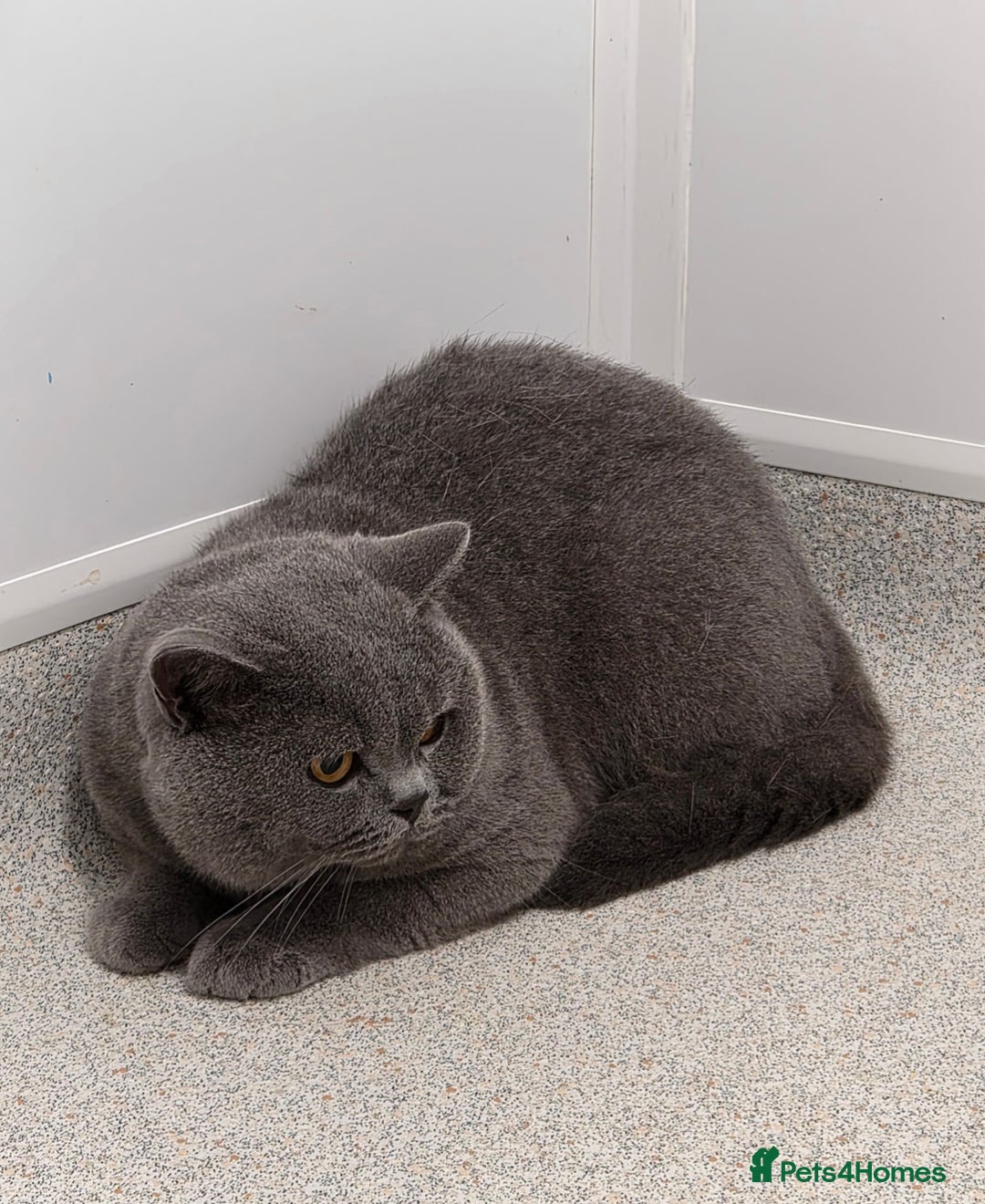 British Shorthair cats for sale: British Shorthair Boy  - Image 1