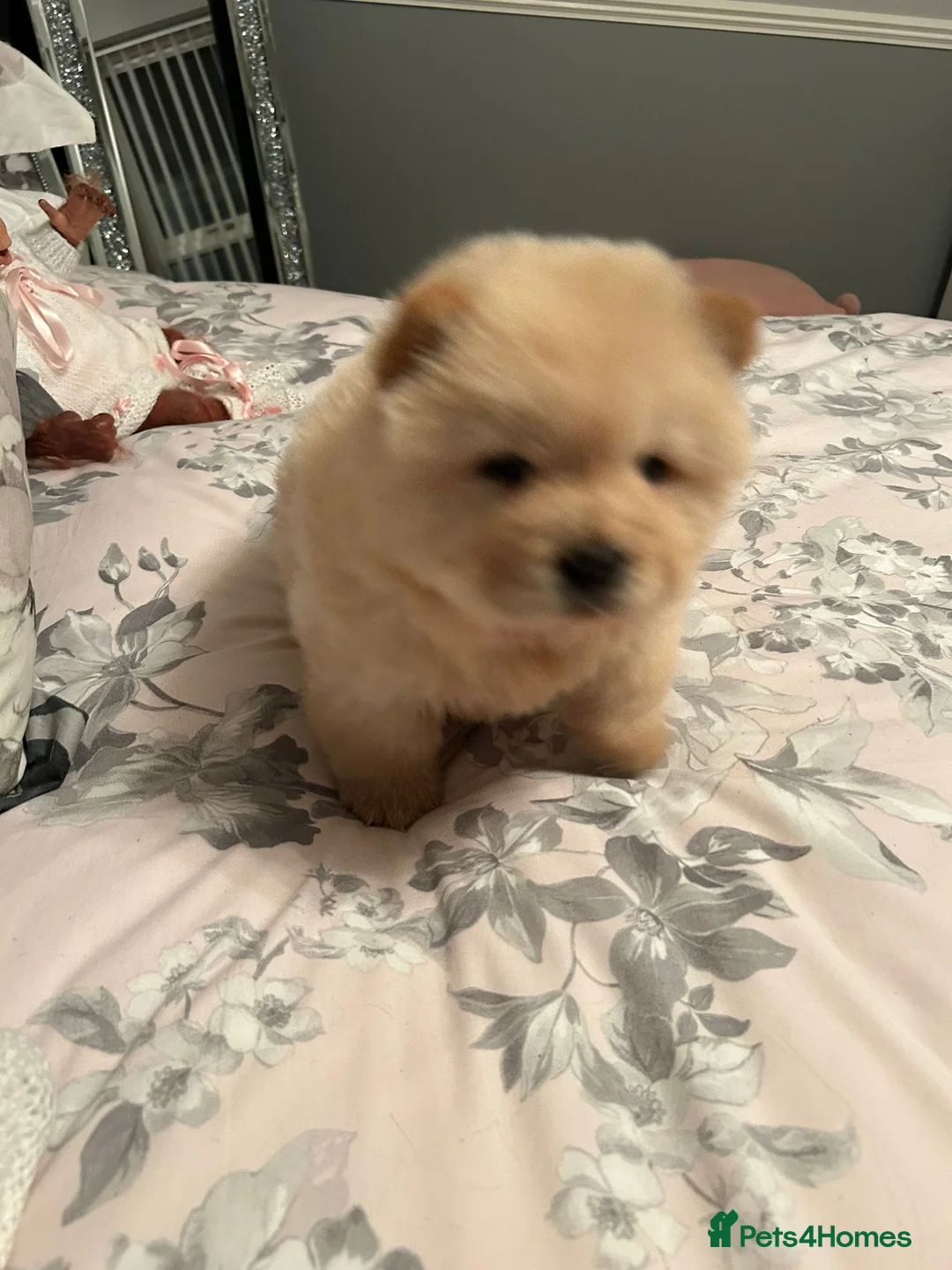 Chow Chow dogs for sale:  READY NOW amazing cream chow chow boy - Advert 15