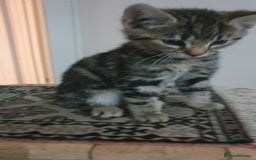 Mixed Breed cats for sale: Four kittens in search of their forever homes - Image 13