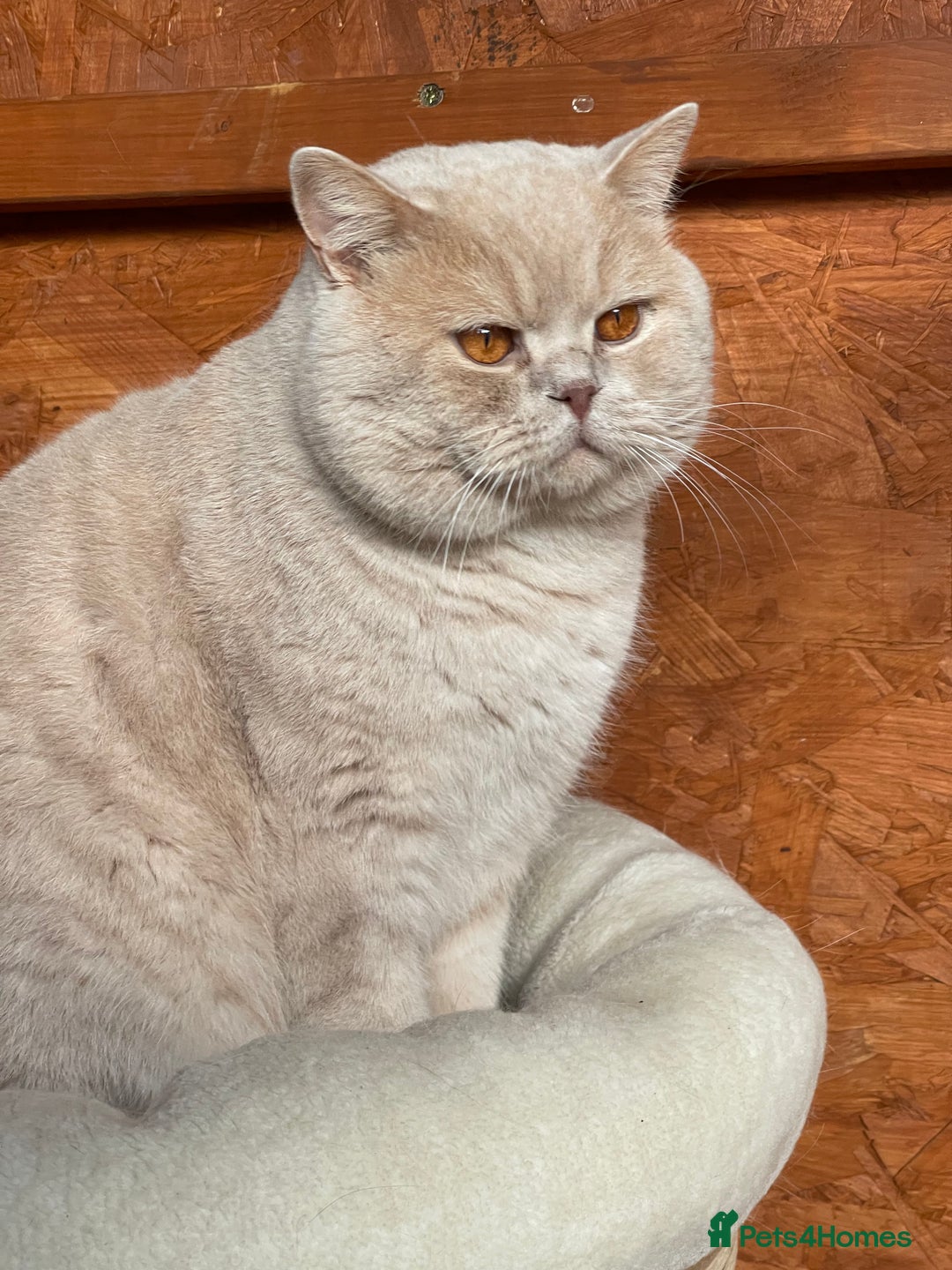 British Shorthair cats for stud: British shorthair cream boy for stud duties  in Enfield - Advert 3