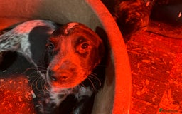 Sprocker dogs for sale: Beautiful Sprocker Puppies  - Image 12