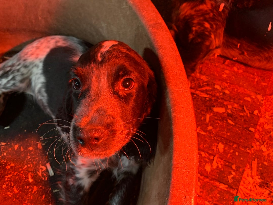 Sprocker dogs for sale: Beautiful Sprocker Puppies  - Image 12