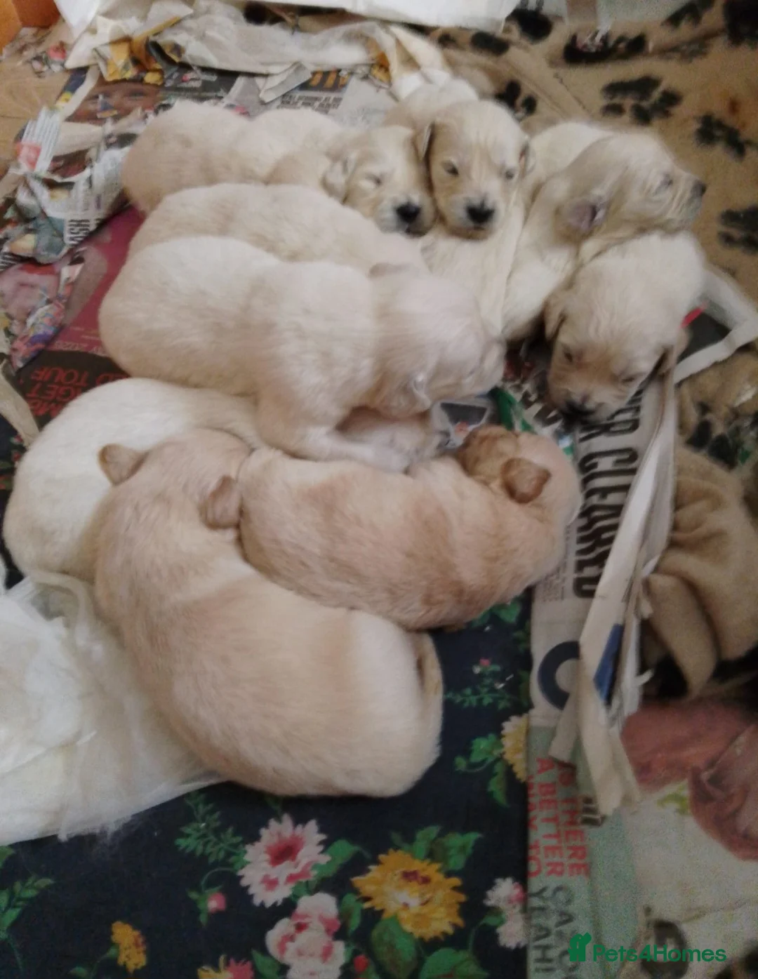 Golden Retriever dogs for stud:   ICT CLEAR Proven Golden Retriever for stud in Manchester - Advert 10