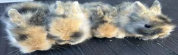 Lionhead rabbits for sale: Double maned lionhead babys - Advert 2
