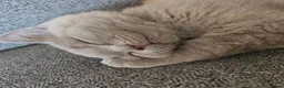 British Shorthair cats for sale: GCCF lilac boy ready to leave - Advert 10