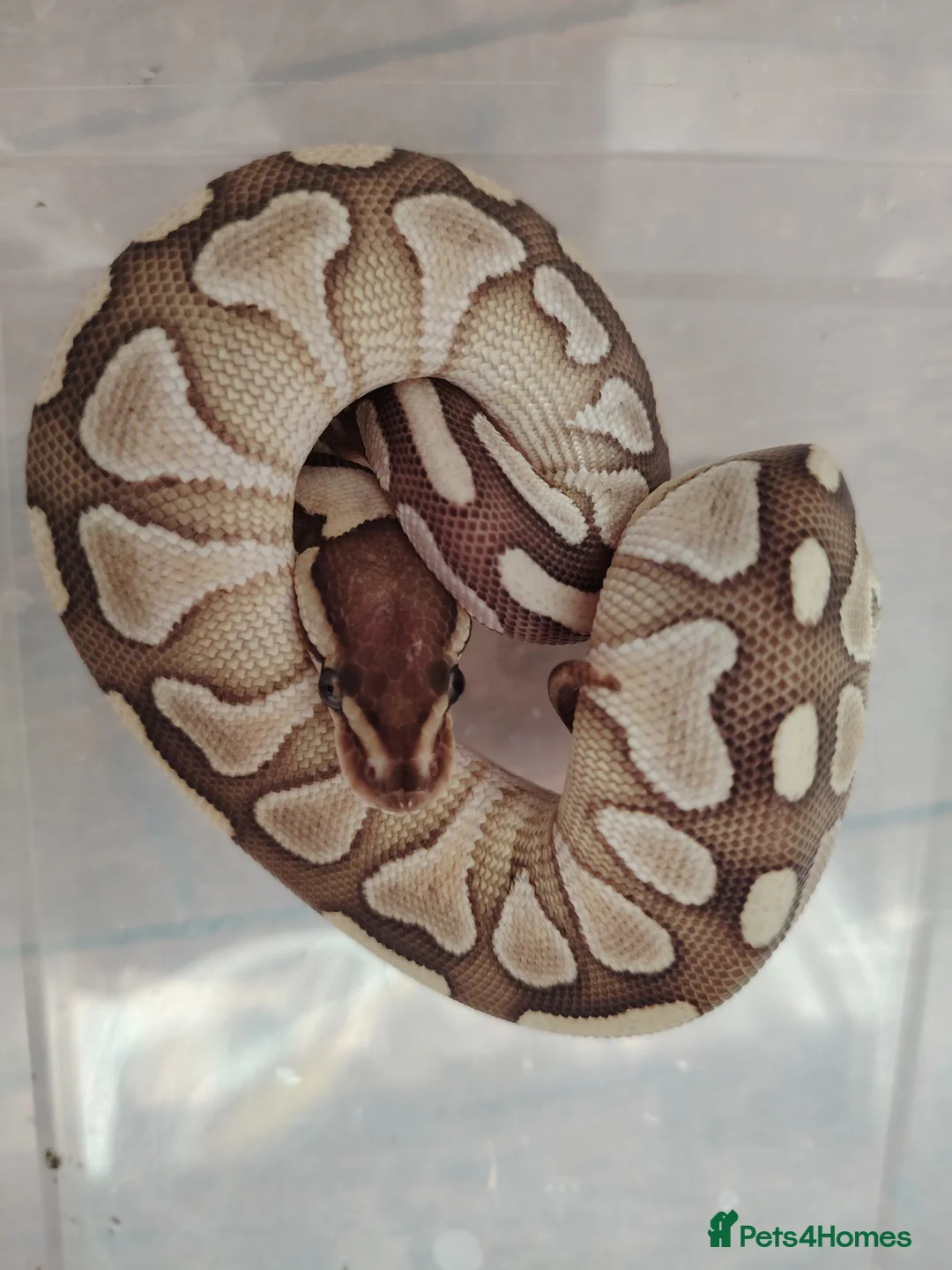 Python Snake reptiles for sale: Baby pythons for sale  - Advert 2