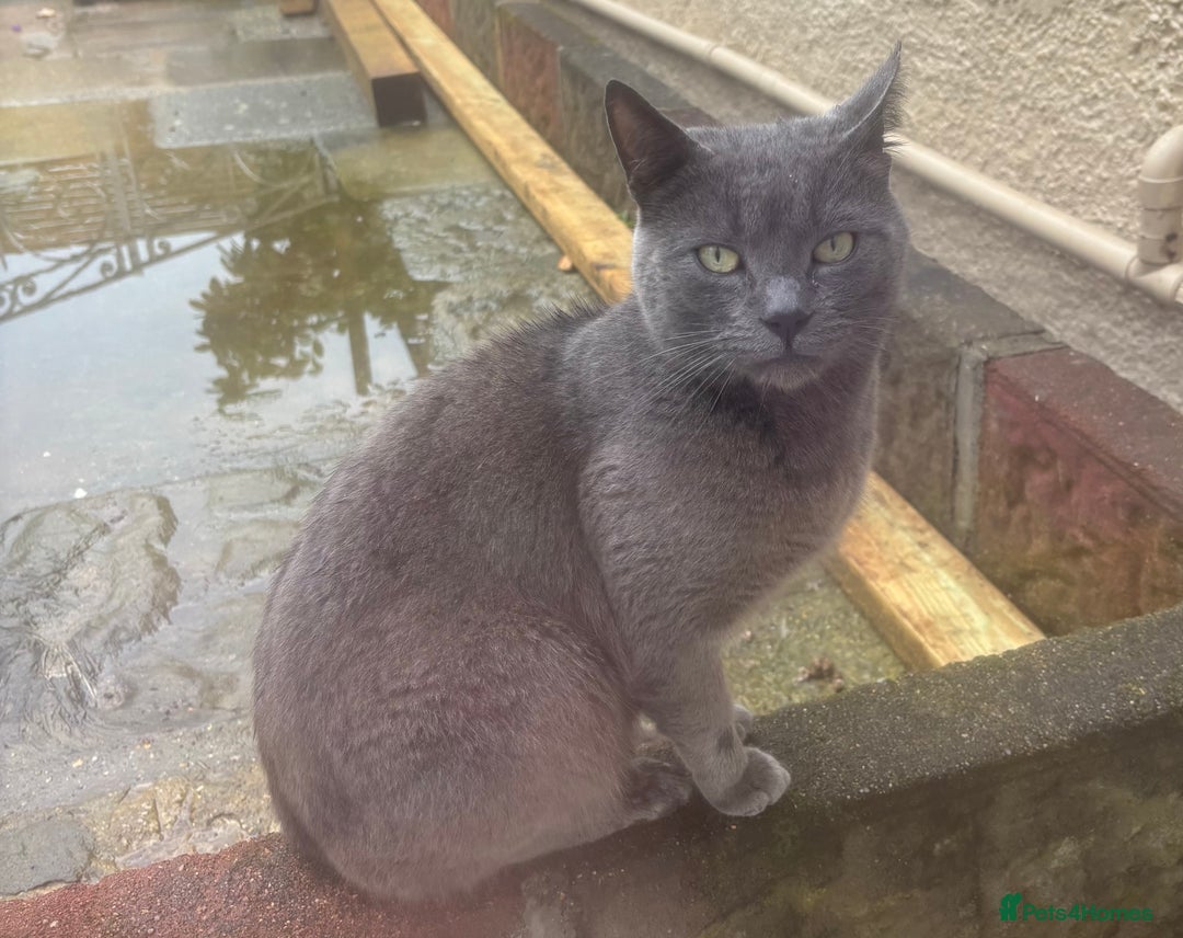 Mixed Breed cats for sale: 5 x gorgeous mixed kittens (4 left) - Image 22