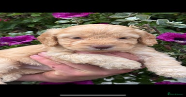 Cockapoo dogs - Advert 14