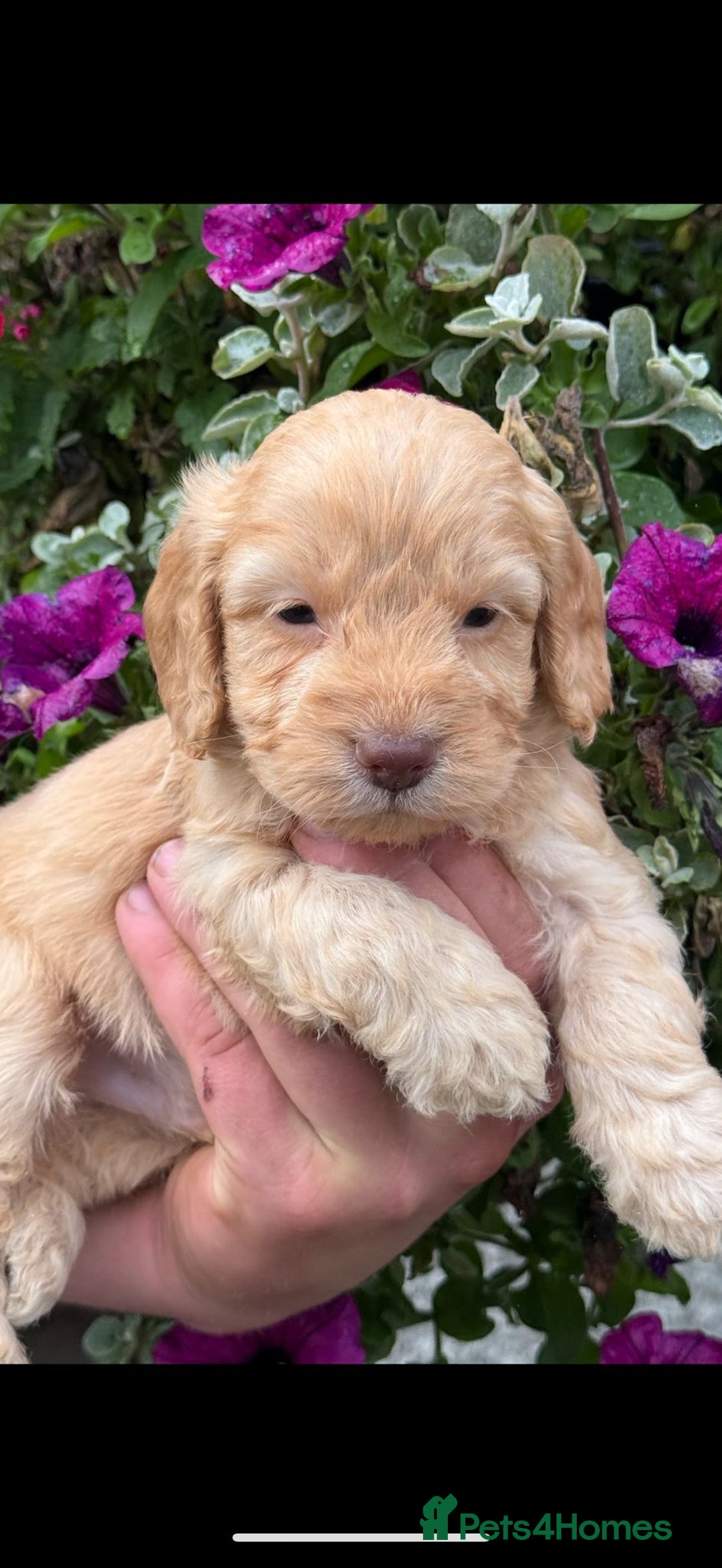 Cockapoo dogs for sale: Stunning F1 Cockapoos - Image 2