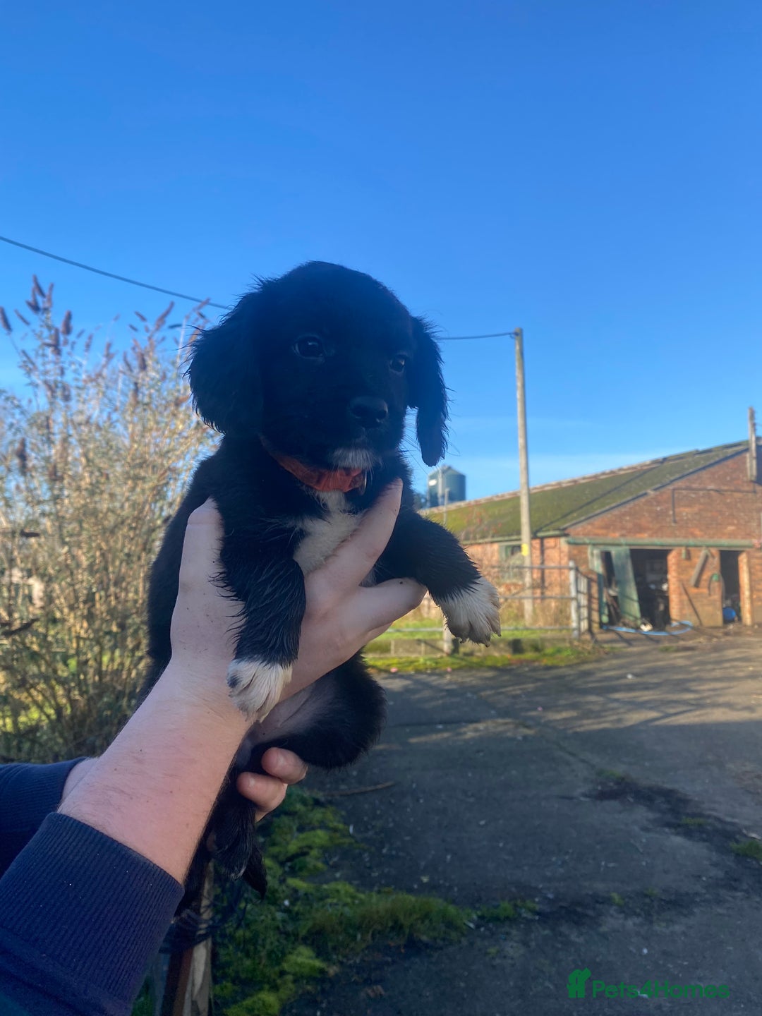 Mixed Breed dogs for sale: Cocker x collie puppies  - Advert 7