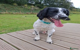 English Springer Spaniel dogs for sale: Handsome Male Springer  - Image 6