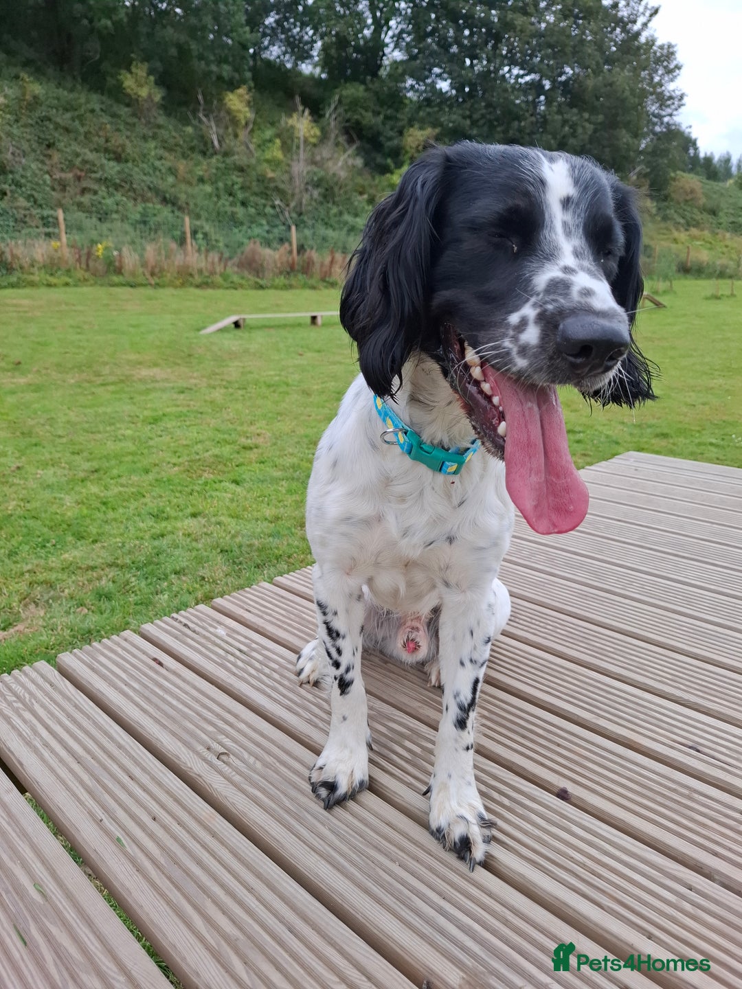 English Springer Spaniel dogs for sale: Handsome Male Springer  - Image 6