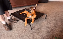 Belgian Shepherd Dog dogs for sale: Kairo - Urgent Rehome - Image 11