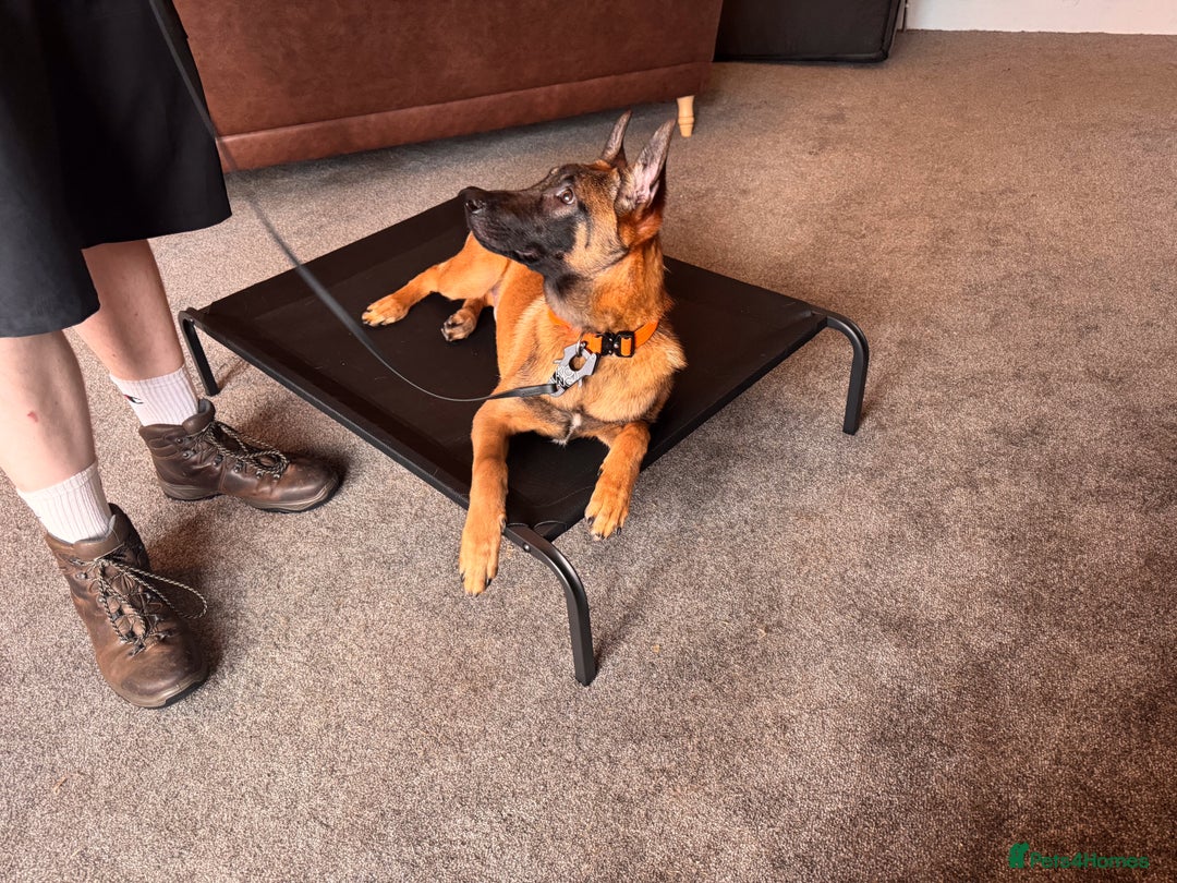 Belgian Shepherd Dog dogs for sale: Kairo - Urgent Rehome - Image 11