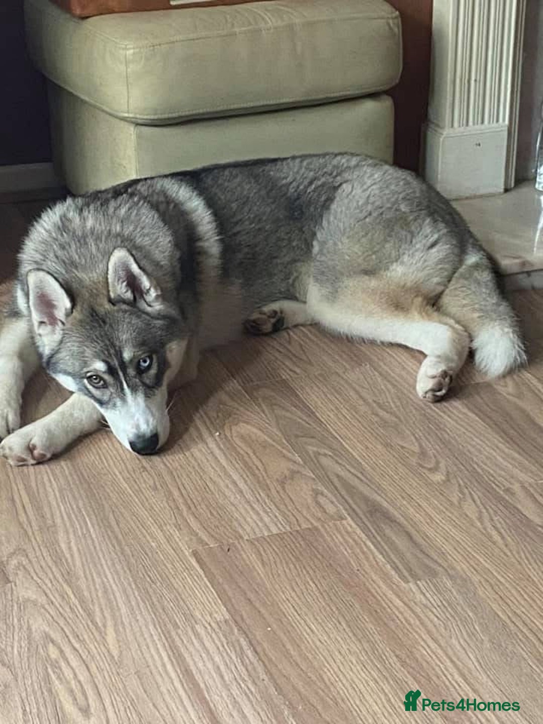 Siberian Husky dogs for sale: Adult female husky  - Advert 3
