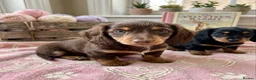 Dachshund dogs for sale: Mini Long hair Dachshund - Advert 2