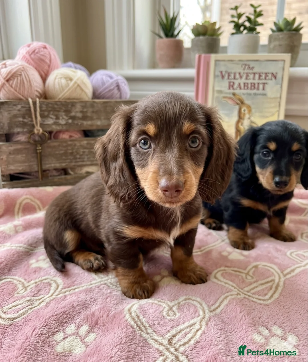Dachshund dogs for sale: Mini Long hair Dachshund - Advert 2