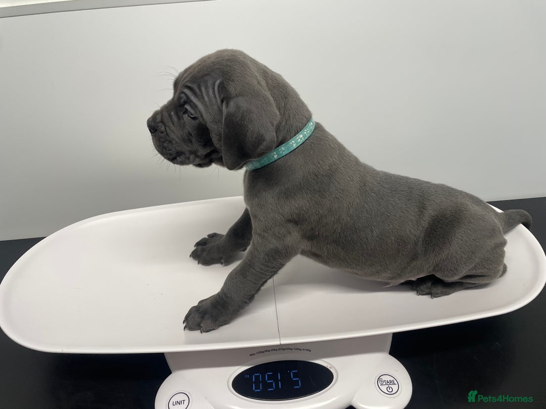 Cane Corso dogs for sale: CANE CORSO TOP QUALITY STRAJANO BLOODLINE FERMINTO - Advert 3