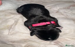 Mixed Breed dogs for sale: Labrador cross Dalmatian puppies - Advert 12