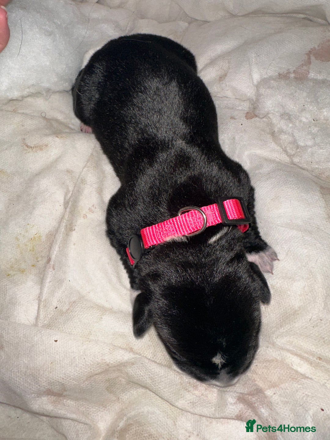 Mixed Breed dogs for sale: Labrador cross Dalmatian puppies - Advert 12