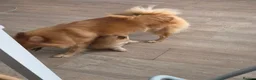 Mixed Breed dogs for sale: Beautiful 3/4 Pomeranian/ 1/4 German Spitz Puppy - Advert 11