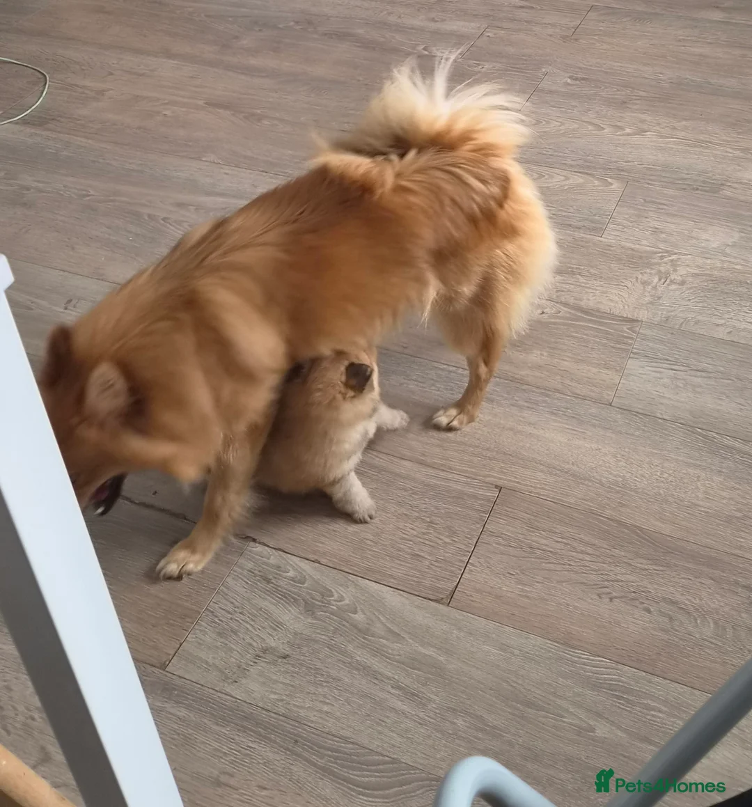 Mixed Breed dogs for sale: Beautiful 3/4 Pomeranian/ 1/4 German Spitz Puppy - Advert 11