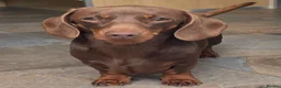 Miniature Dachshund dogs for stud: Mini Smooth Choc/Tan Male Dachshund (stud only) - Advert 1