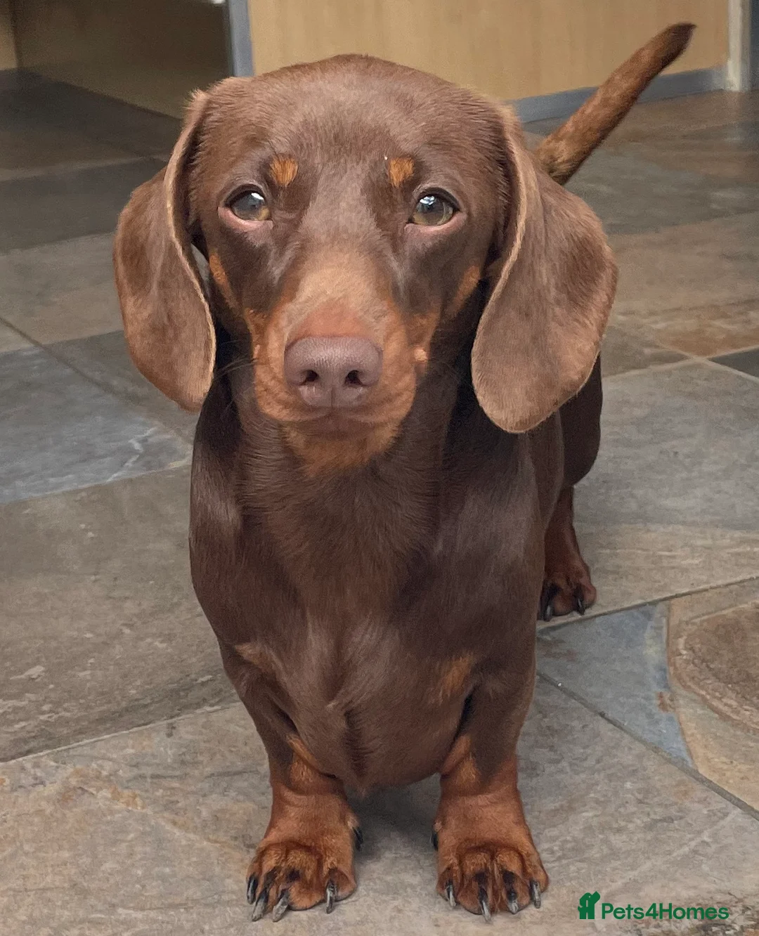 Miniature Dachshund dogs for stud: Mini Smooth Choc/Tan Male Dachshund (stud only) - Advert 1
