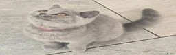 British Shorthair cats for sale: Adorable British Short Hair kittens Full Vaccinate - Advert 11