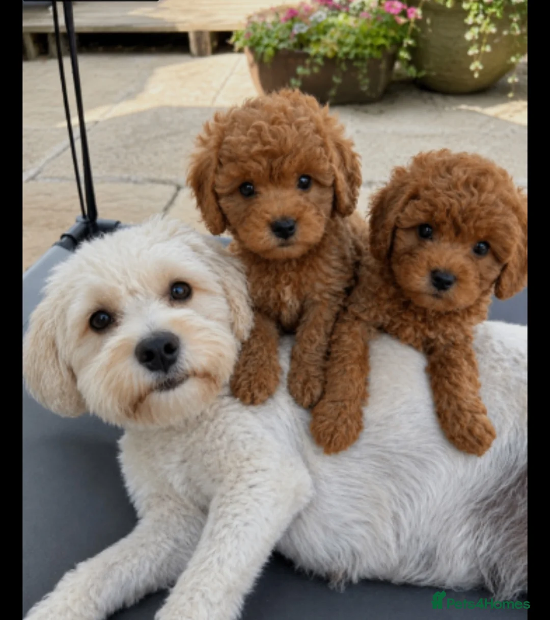 Cavapoo dogs for sale: Beautiful Cavapoo Pups now ready - Advert 1