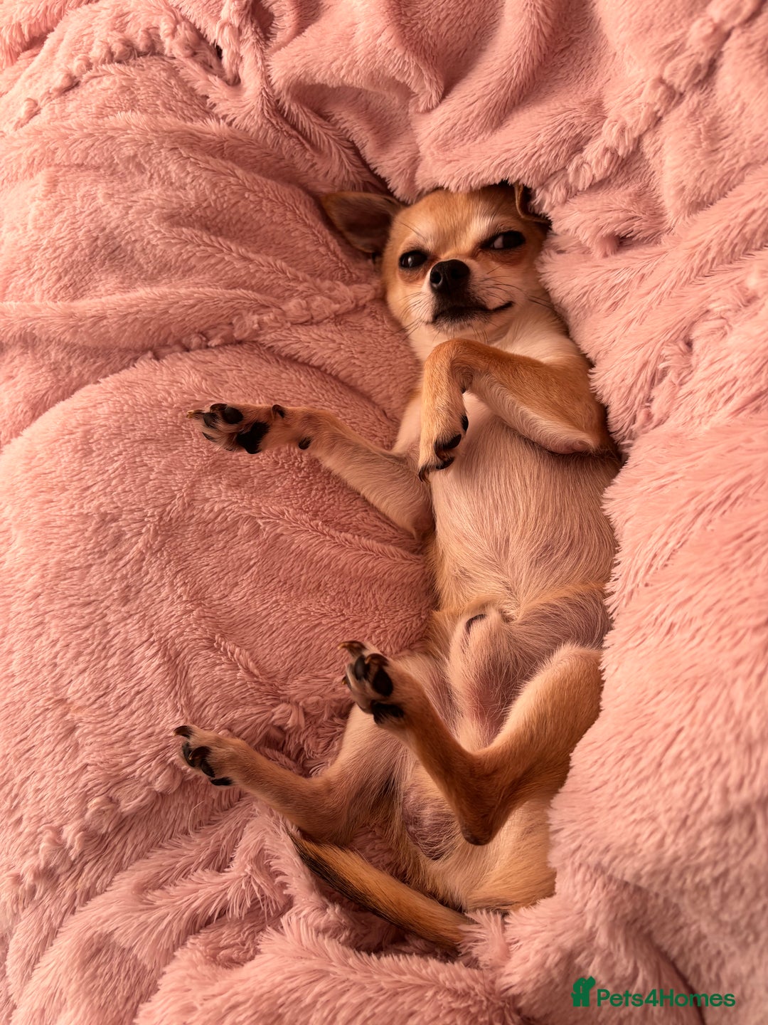 Chihuahua dogs for stud:  Boy for stud - Image 4