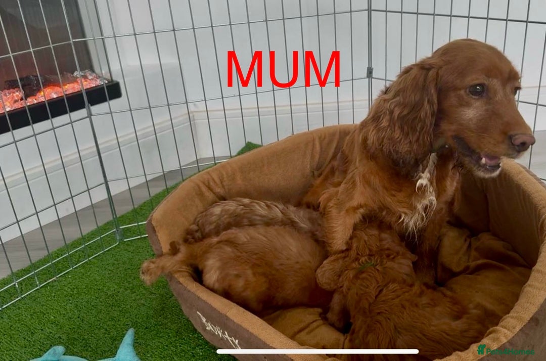 Cockapoo dogs for sale: STUNNING F1 FOX RED COCKERPOO PUPPIES - Image 14