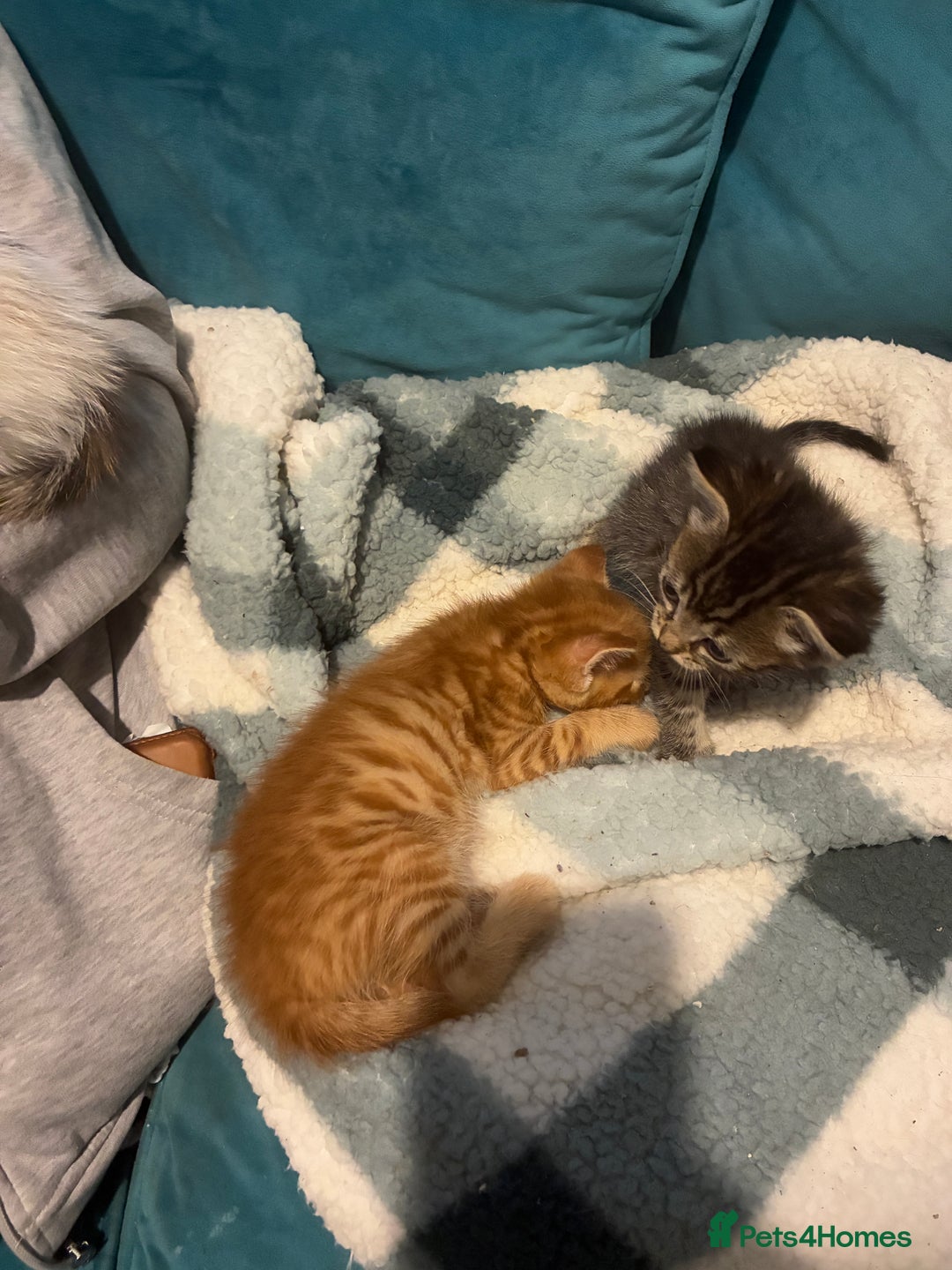 Domestic Shorthair cats for sale: Beautiful ginger & tabby kittens available 20 Dec - Advert 6