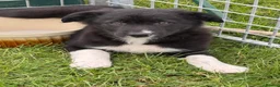 Border Collie dogs for sale: Beautiful KC Reg Border Collie puppies  - Advert 5
