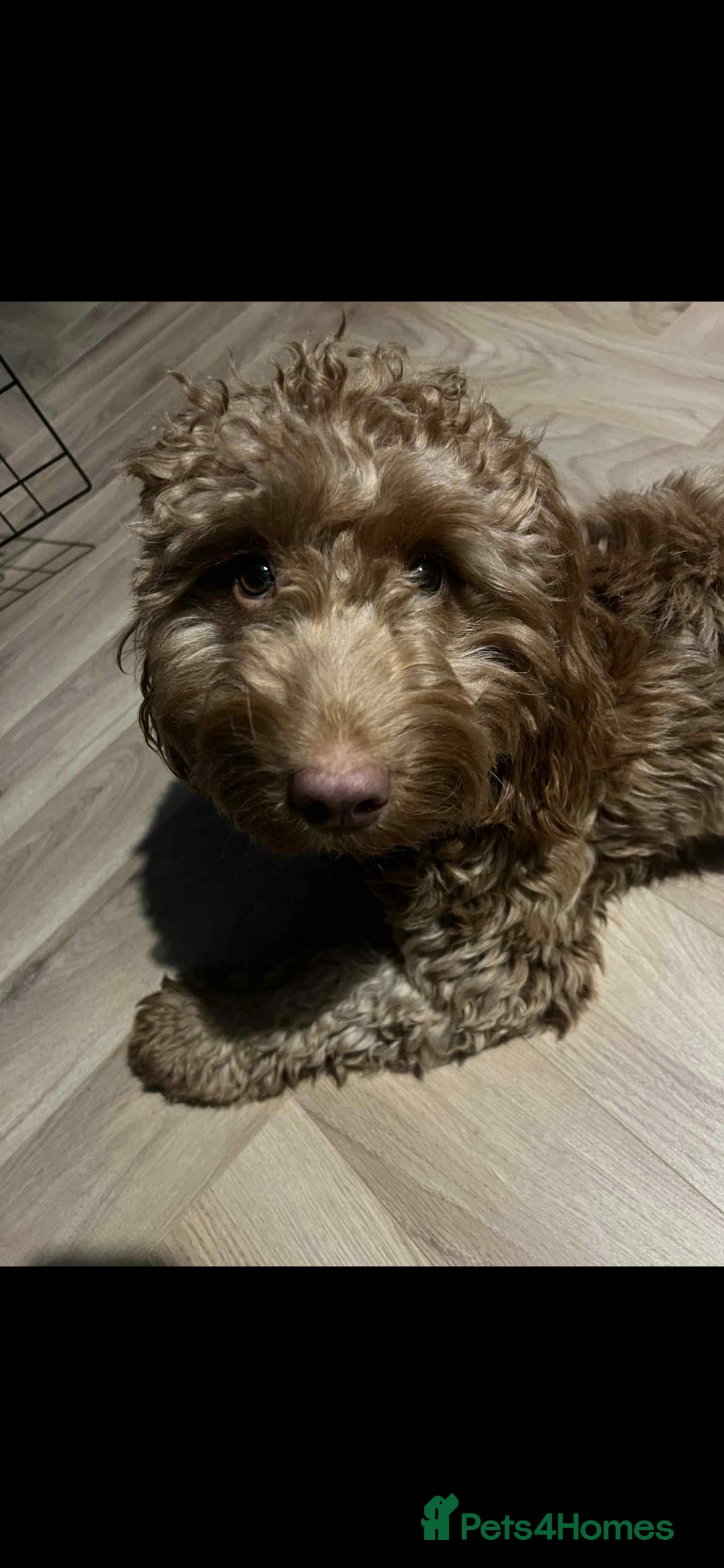 Cockapoo dogs for sale: Rehoming my beautiful Cockerpoo  - Advert 5