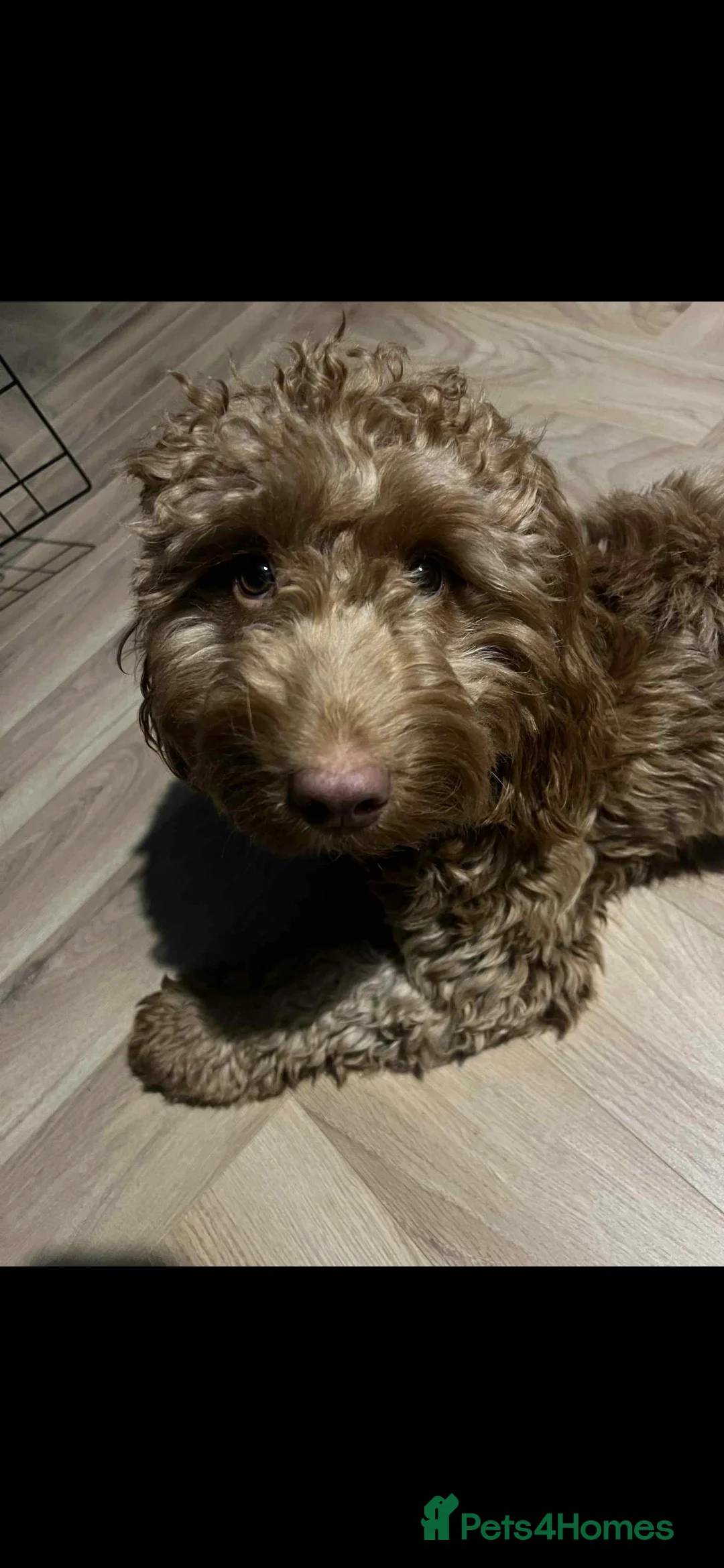 Cockapoo dogs for sale: Rehoming my beautiful Cockerpoo  - Advert 5