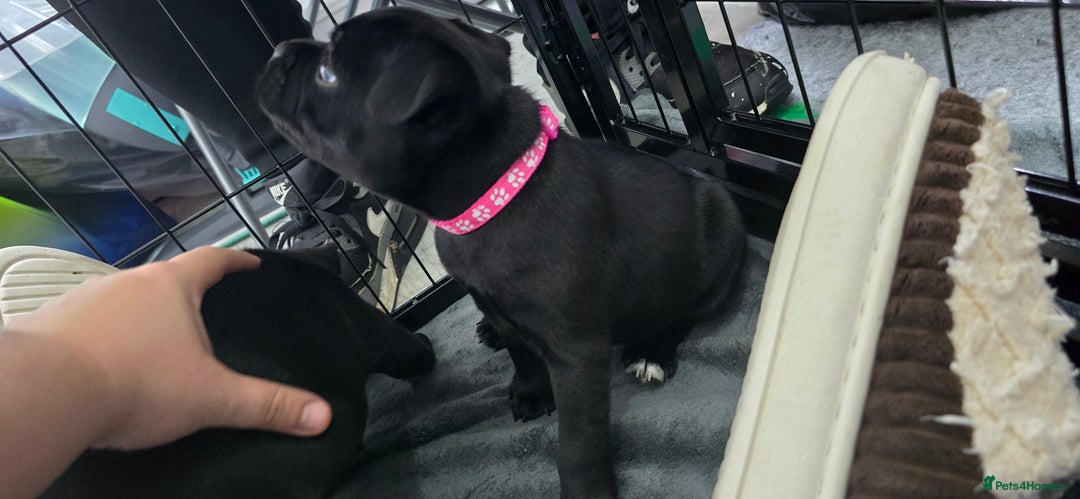 Staffordshire Bull Terrier dogs for sale: Champion bloodlines kc stafford  pups  - Advert 12