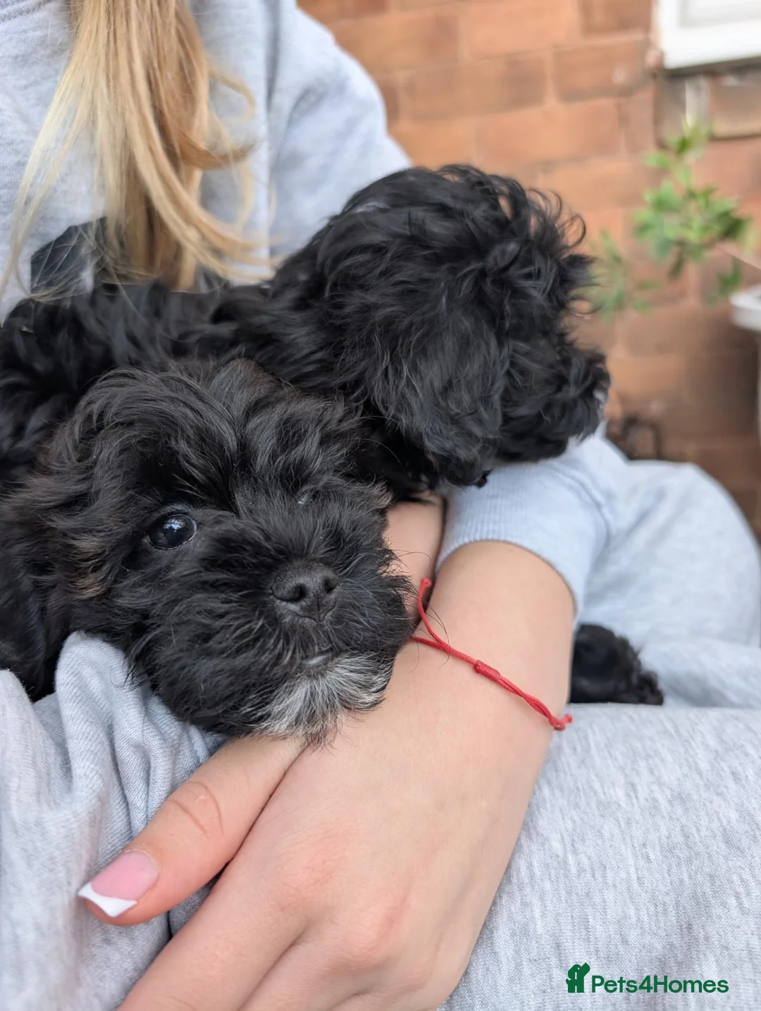 Jackapoo dogs for sale: Jackapoo Pupies  in Walsall - Advert 1