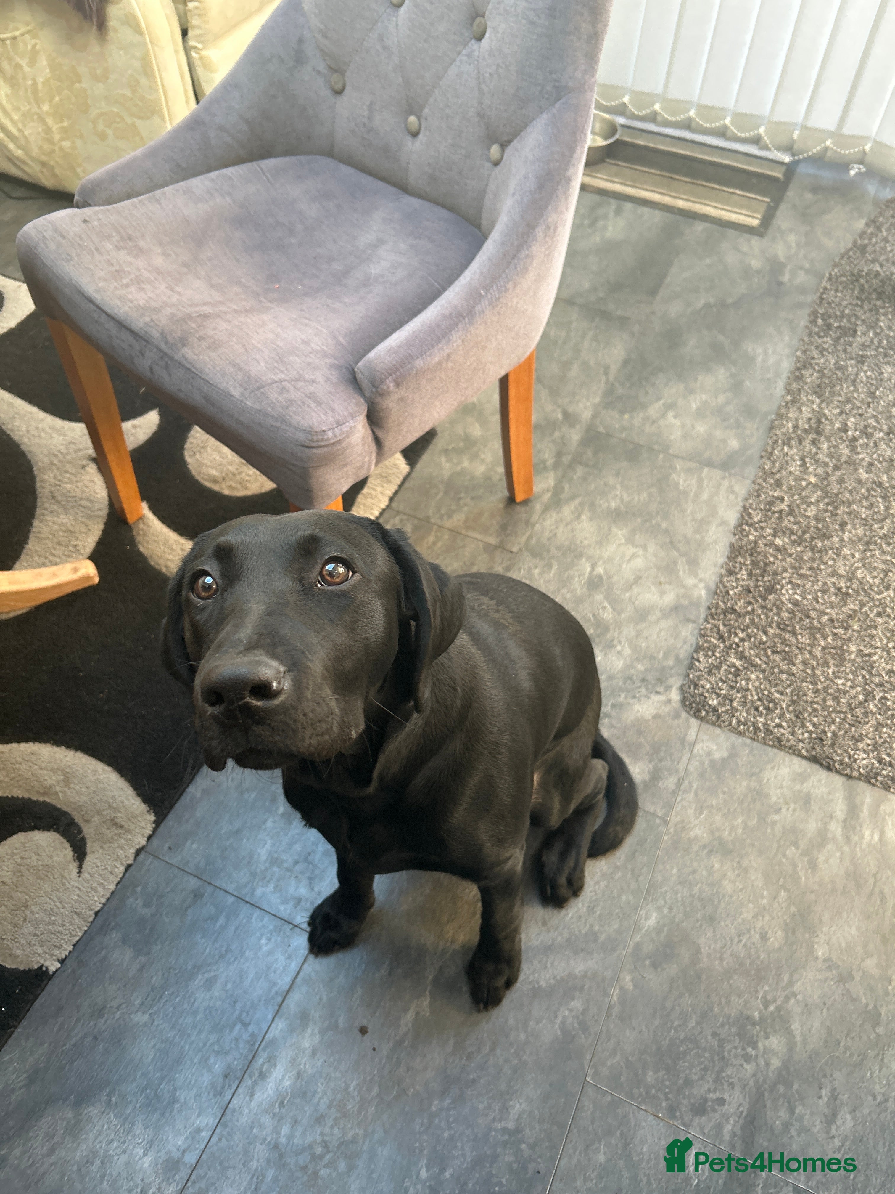 Labrador Retriever dogs For rehoming  - Advert 2