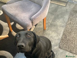 Labrador Retriever dogs For rehoming - Advert 2