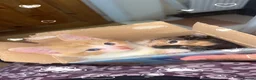 Mixed Breed cats for sale: Beautiful kittens for sale in Smethwick - Advert 6