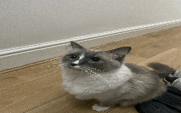 Ragdoll cats for sale: FREE RAGDOLL CAT BLUE POINT SEAL & MITTED - Image 4