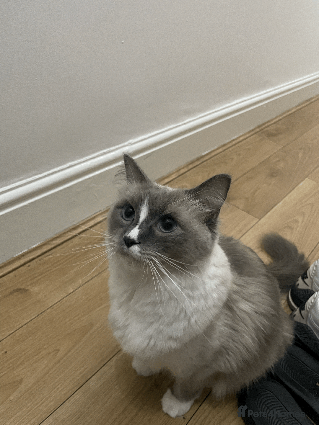 Ragdoll cats for sale: FREE RAGDOLL CAT BLUE POINT SEAL & MITTED - Image 4